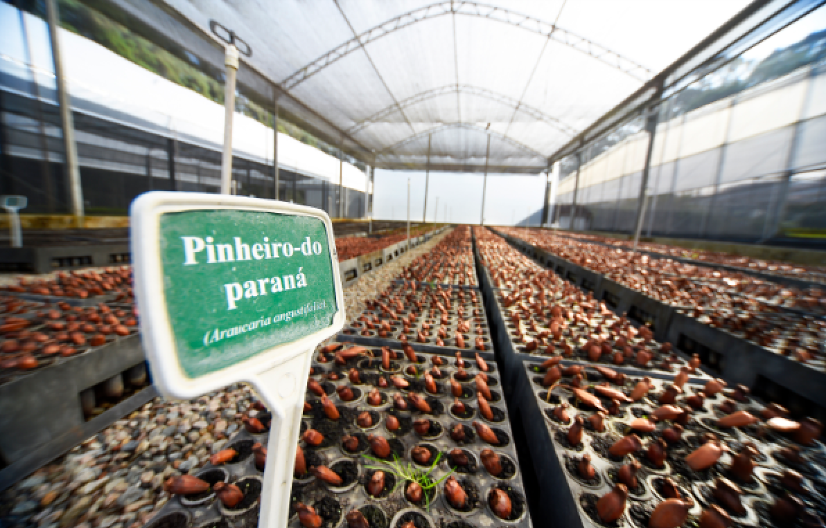 Com viveiro em Guarapuava, Paraná supera 13,2 milhões de mudas distribuídas: conheças as espécies mais procuradas